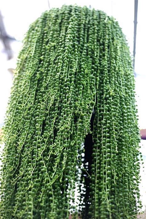 Colar De Perola&nbsp;Planta